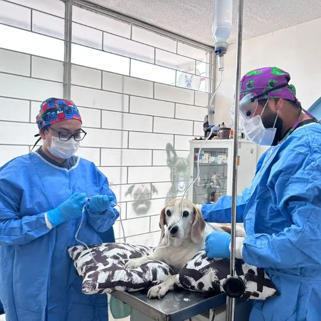 Quirófano estéril de cirugía veterinaria en Pet Zoone Centro Veterinario Puebla