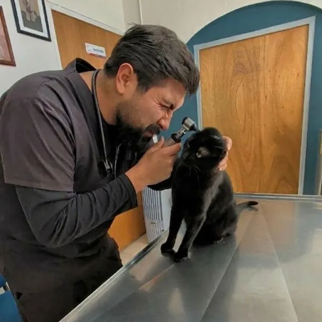 Consulta veterinaria especializada en Puebla para perros y gatos