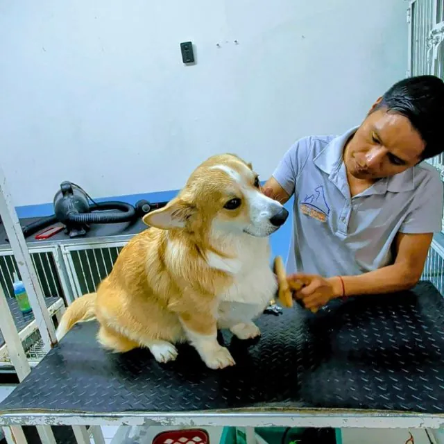 Estética canina y felina en Puebla — grooming para perros y gatos