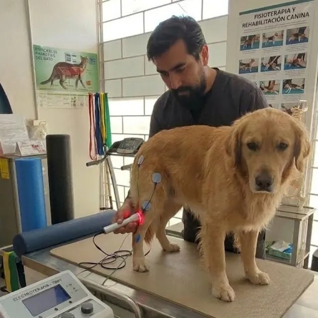 Fisioterapia y rehabilitación veterinaria en Puebla para perros y gatos