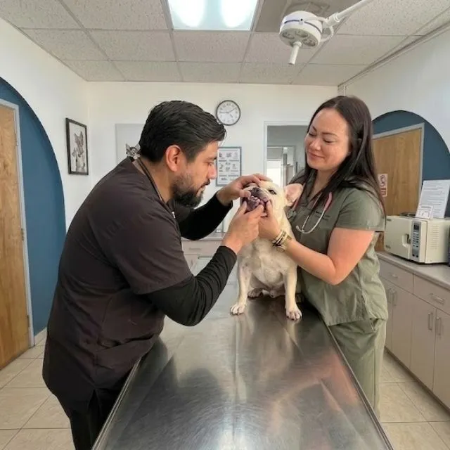 Profilaxis dental veterinaria — limpieza dental para perros y gatos en Puebla
