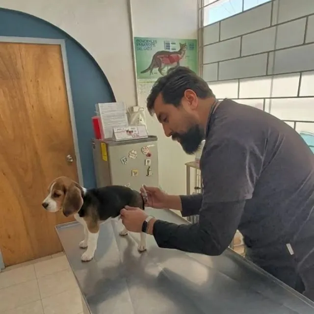 Vacunación completa de perros y gatos en Puebla