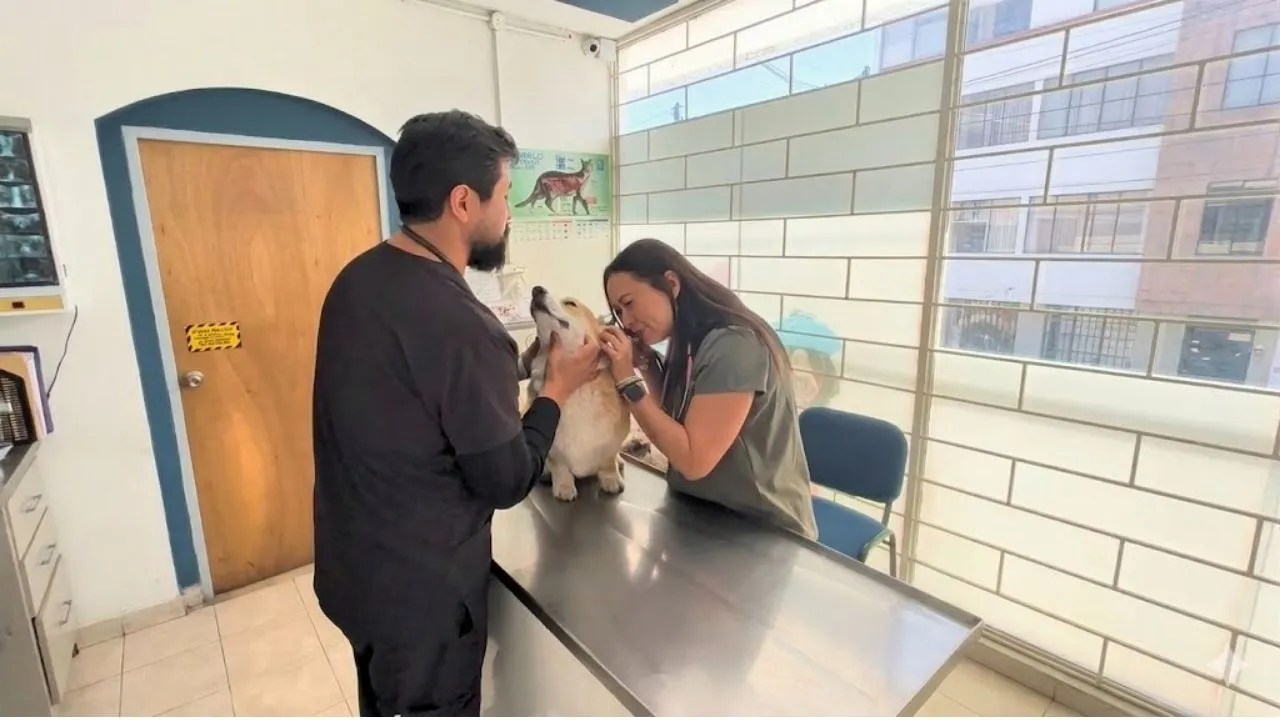 Veterinaria en Puebla — Pet Zoone Centro Veterinario